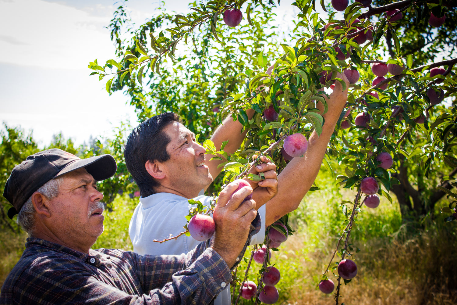 Ranch Manager Alberto and Owner Glen picking plums